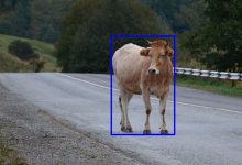 Фото - Российскую нейросеть научат оповещать водителей о животных на дорогах