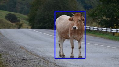 Фото - Российскую нейросеть научат оповещать водителей о животных на дорогах