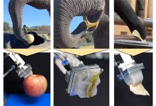 Фото - Корейские ученые создали «робохобот» как у слона, поднимающий предметы за счет вакуума