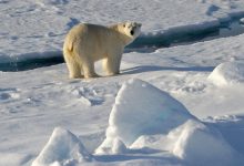Фото - Глава Минцифры Шадаев рассказал о проекте покрытия Арктики спутниковым интернетом